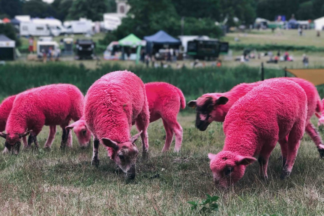 SIGN: NO (PINK) SHEEP AT LATITUDE FESTIVAL